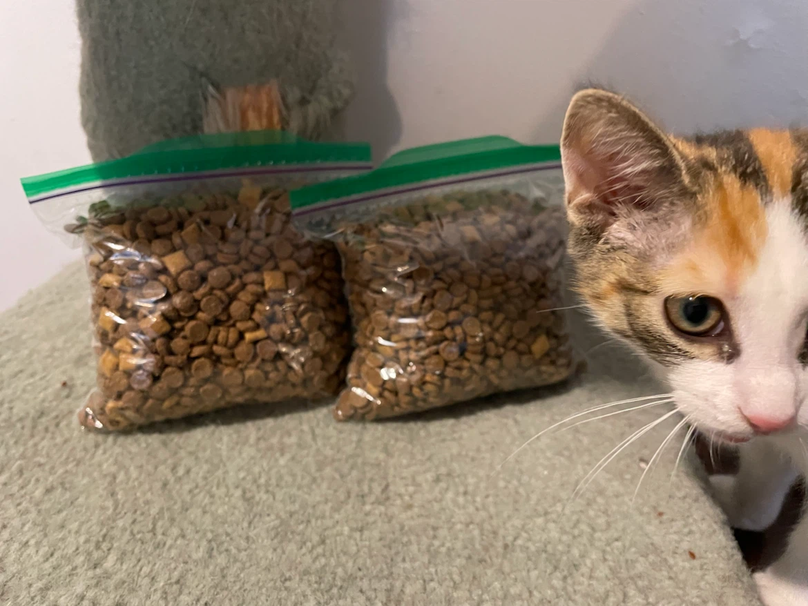 FREE Cat Food Dry - photo 2