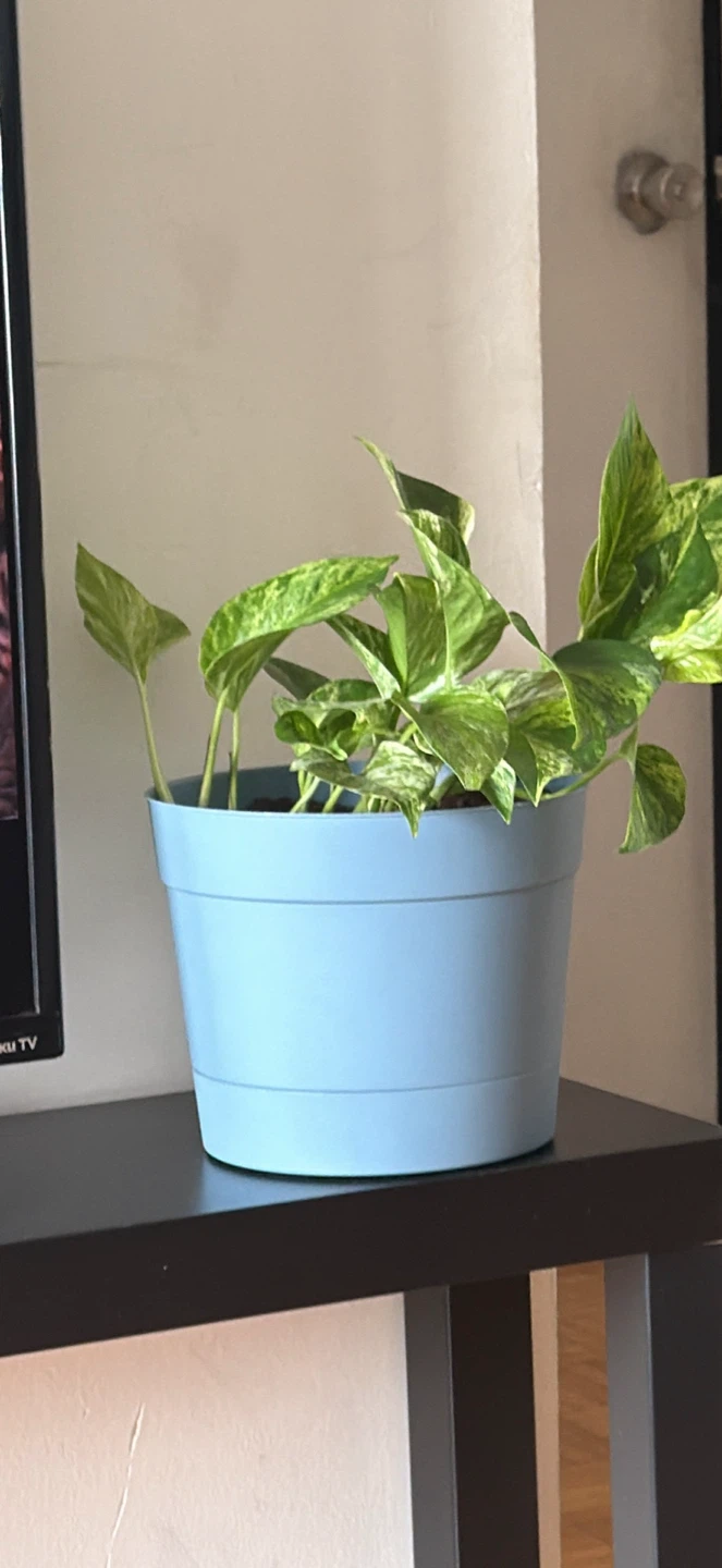Marble Queen Pothos in Blue Pot