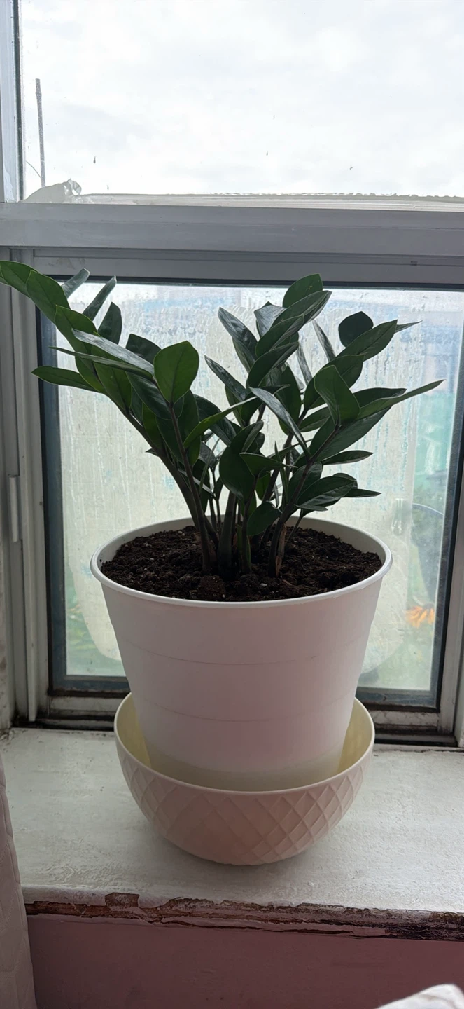Potted ZZ plant