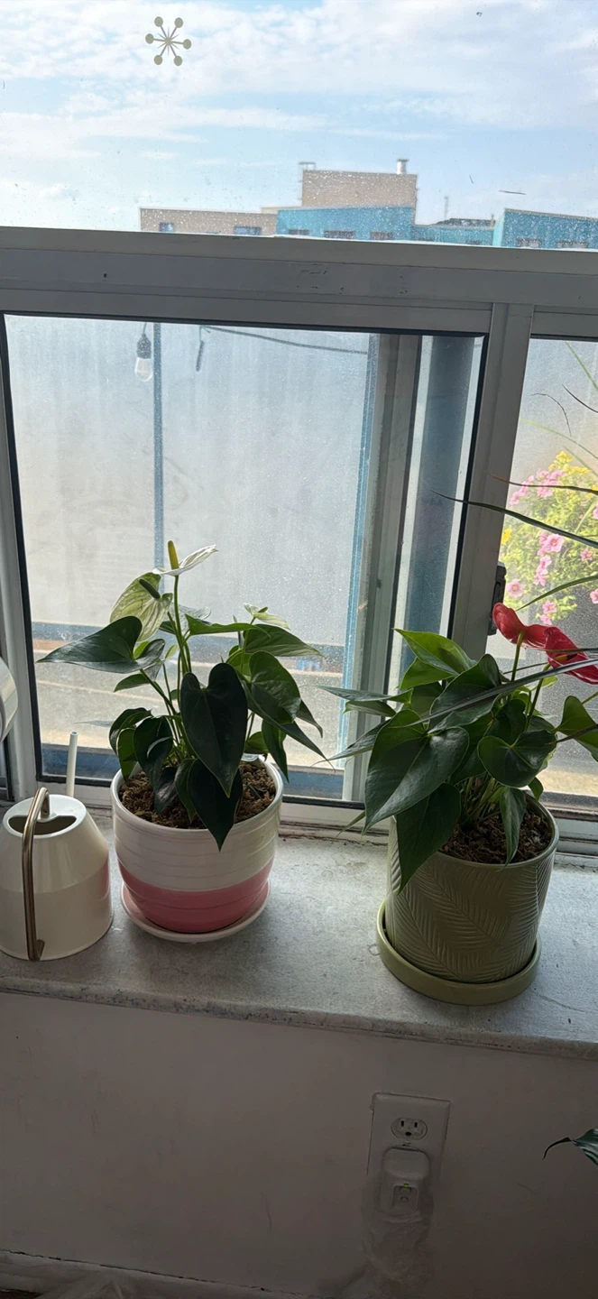 Pair of potted Anthurium plants