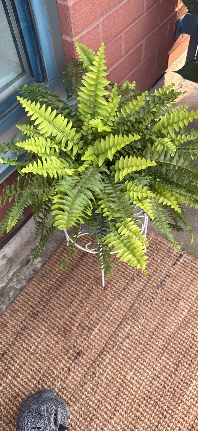 Potted Boston Fern with White Metal Stand