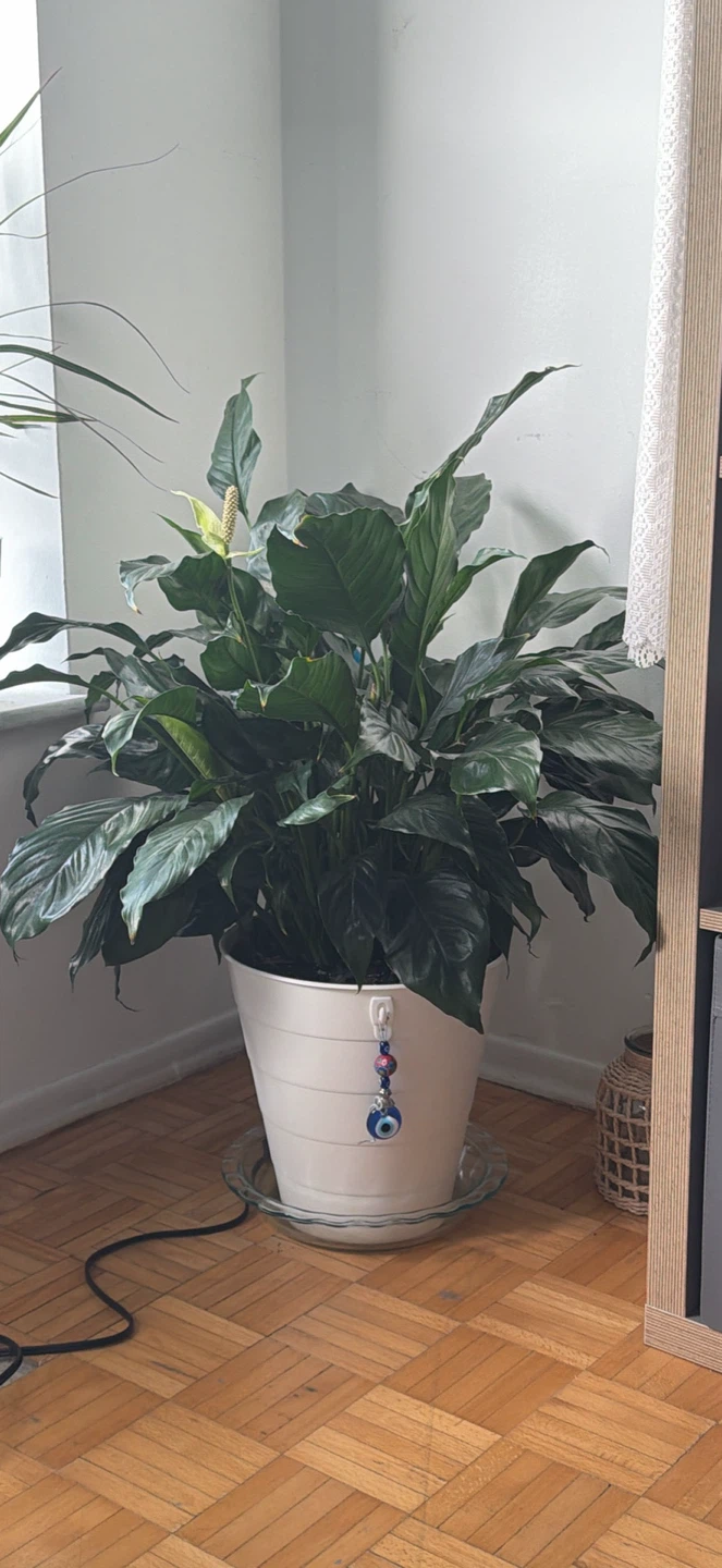 Large Peace Lily in White Pot