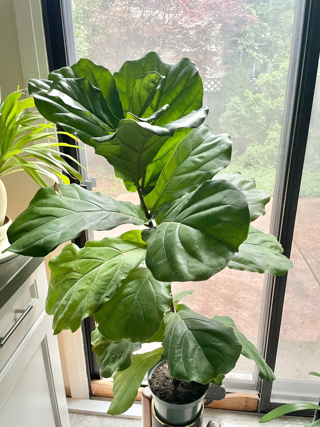 Large 43” Fiddle Leaf Fig Plant