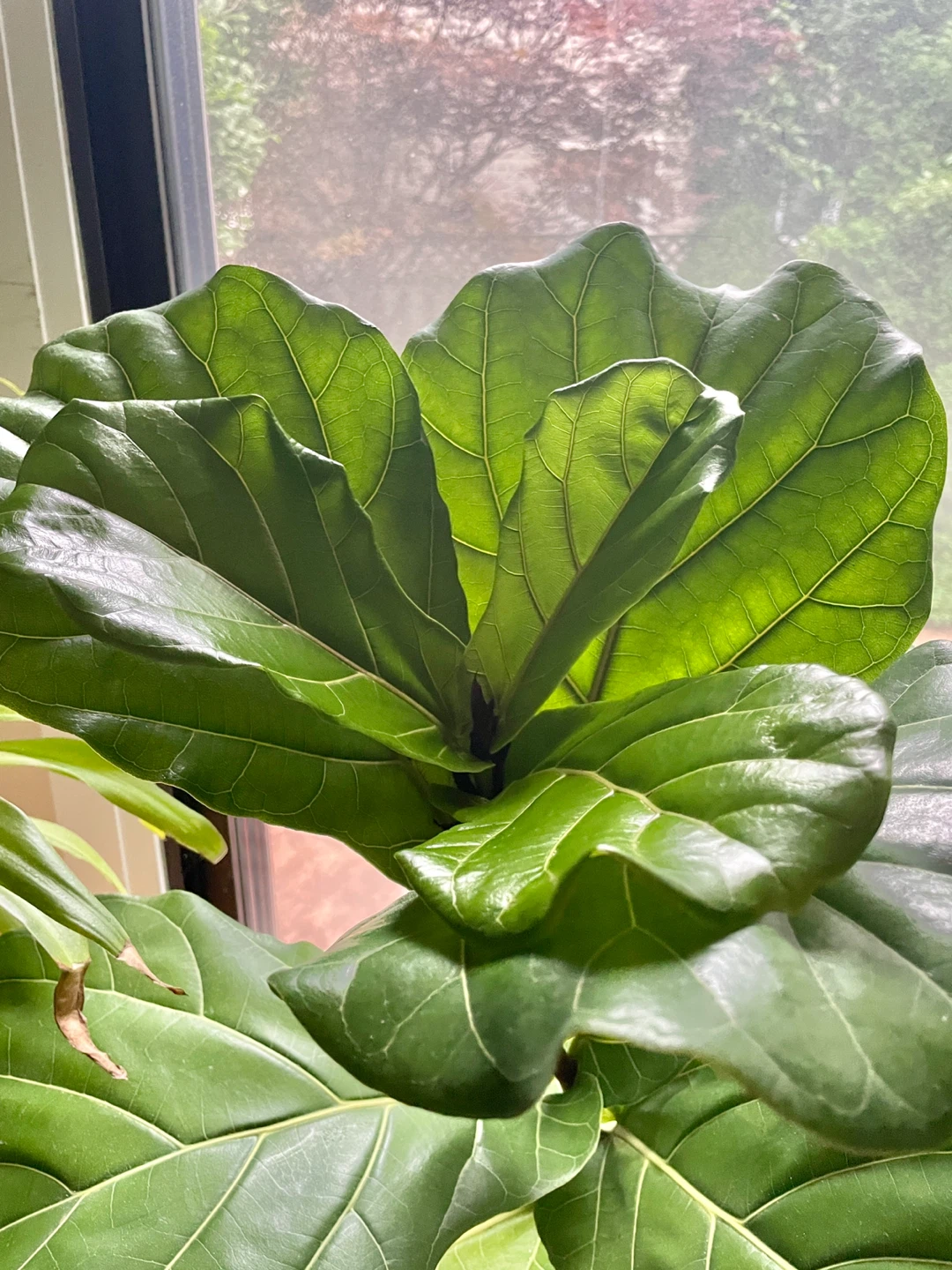 Large 43” Fiddle Leaf Fig Plant - photo 2