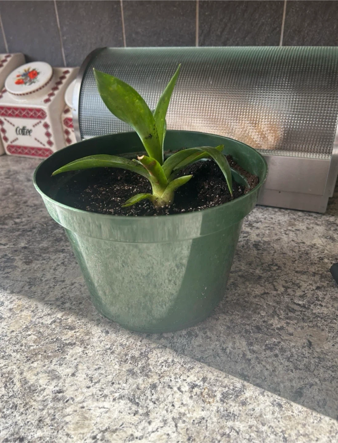 Century House Plant
