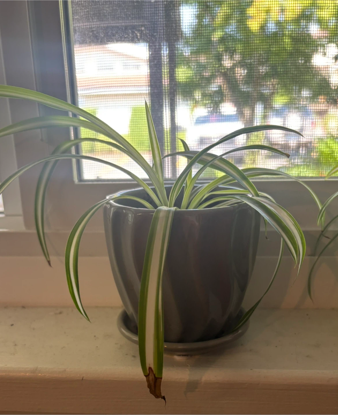 Spider Plant in Grey Pot
