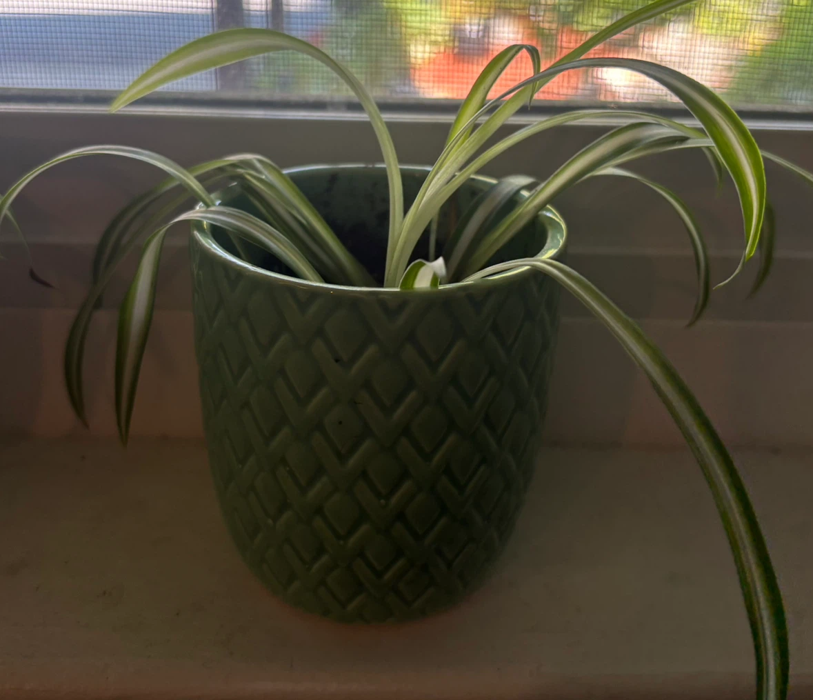 Spider Plant in Green Decorative Pot