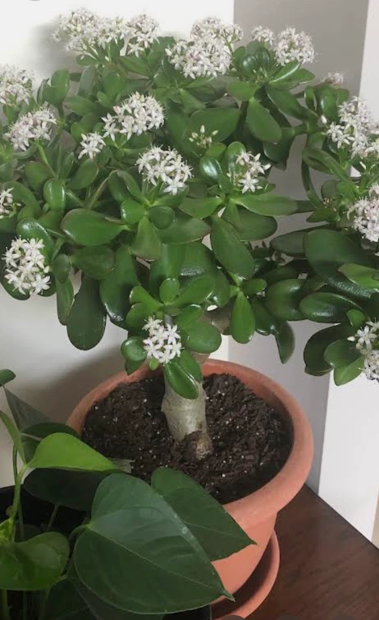 Jade Plant in Pot - photo 3
