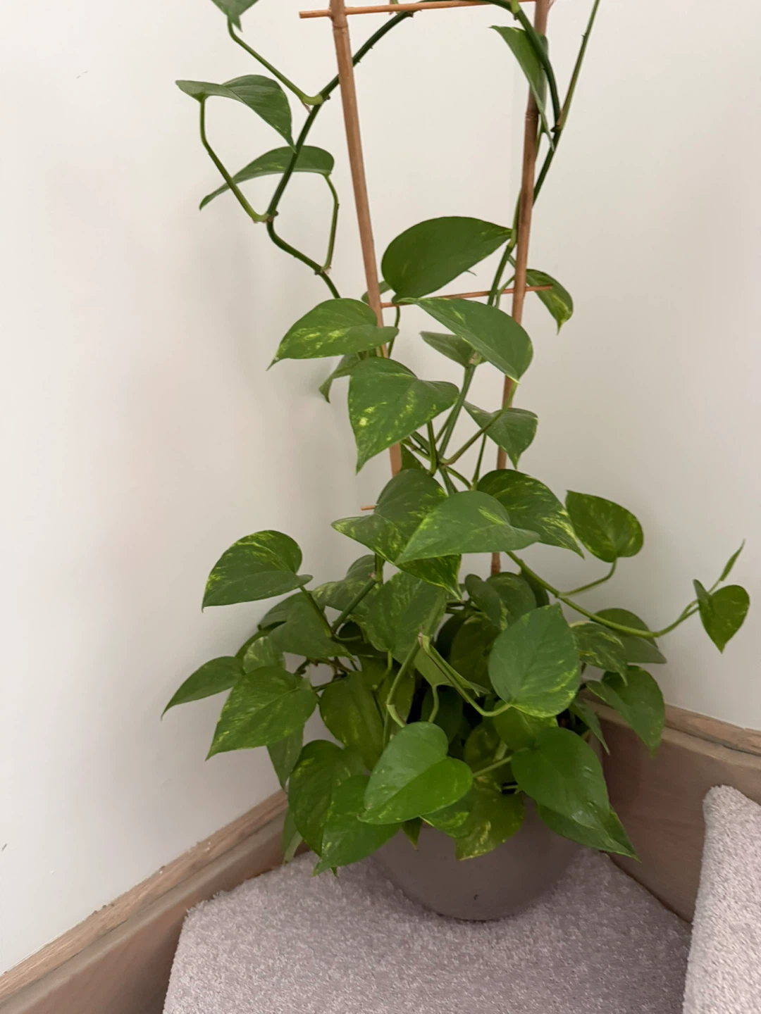Various plants and pothos