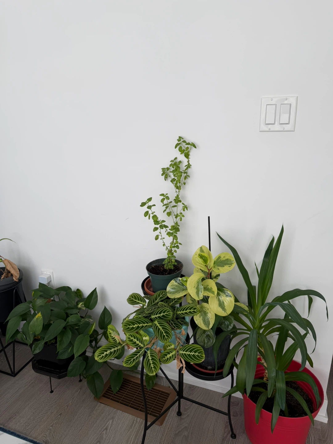 Various plants and pothos - photo 2