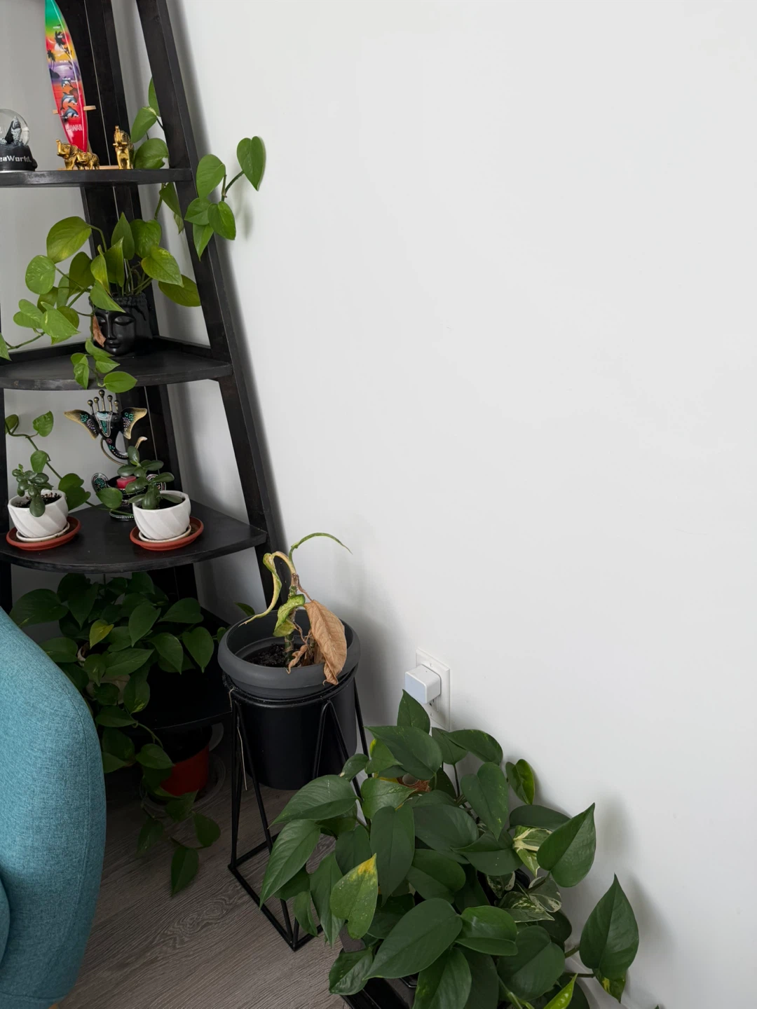 Various plants and pothos - photo 3