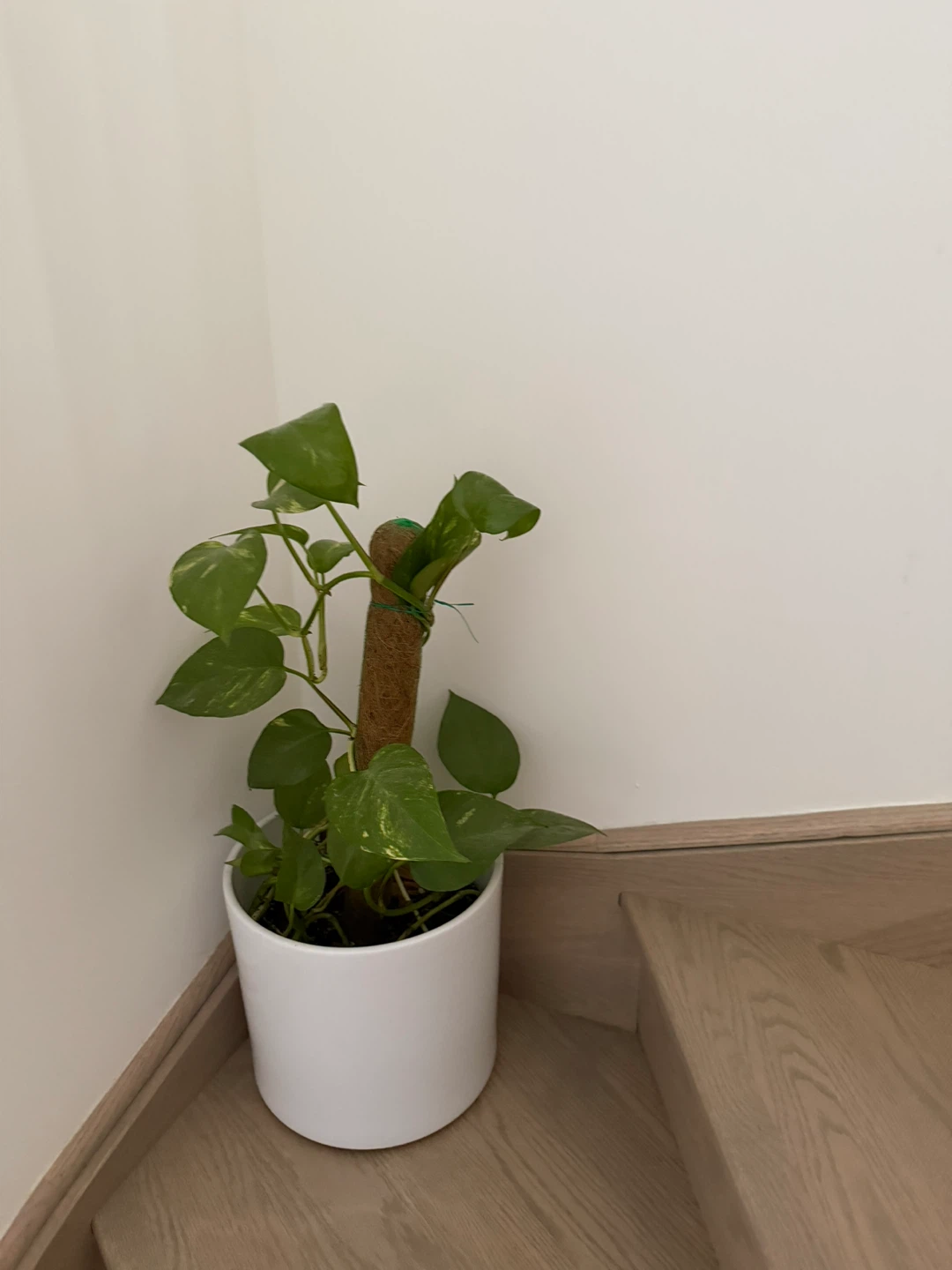 Various plants and pothos - photo 4