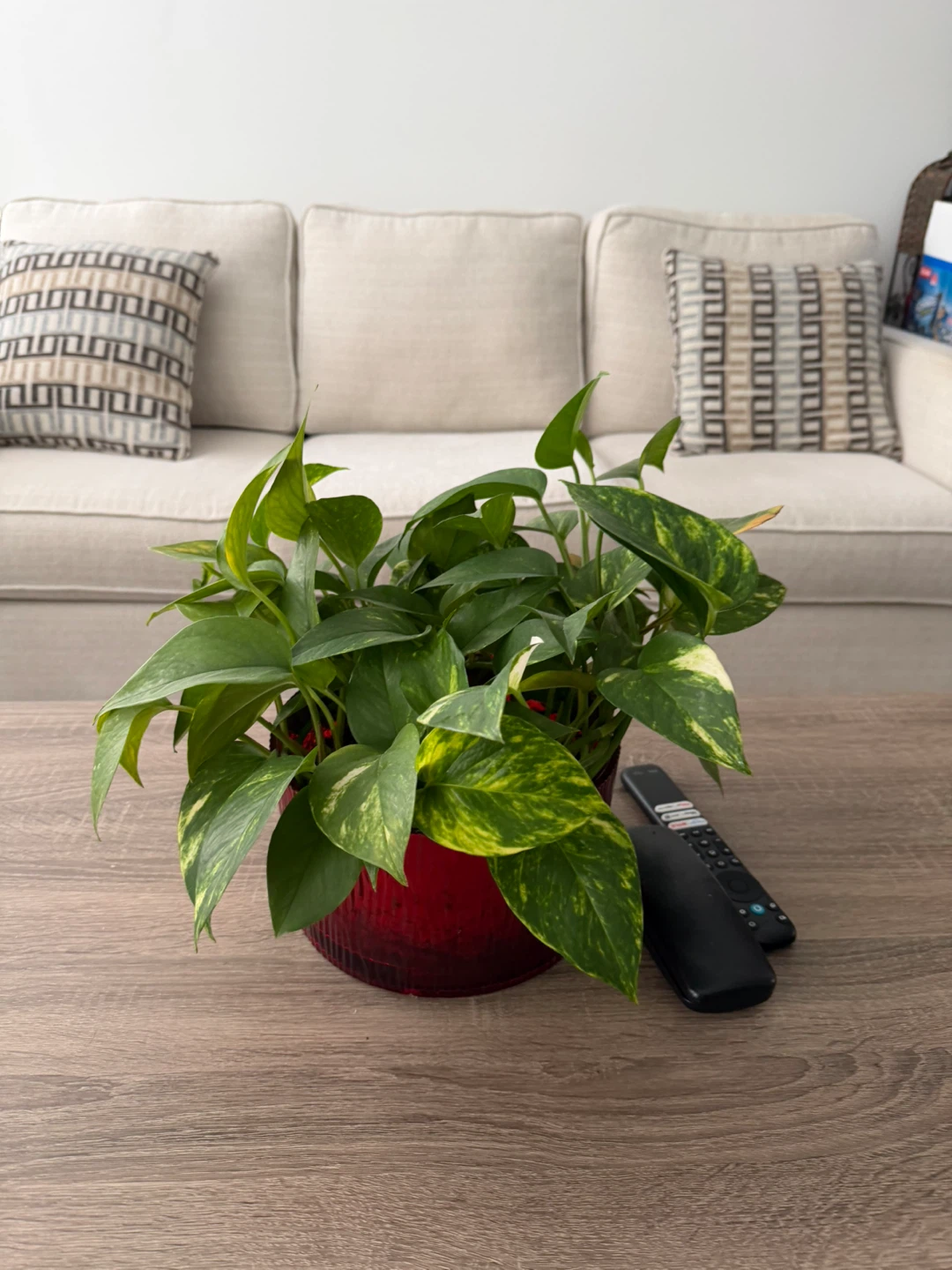 Various plants and pothos - photo 5