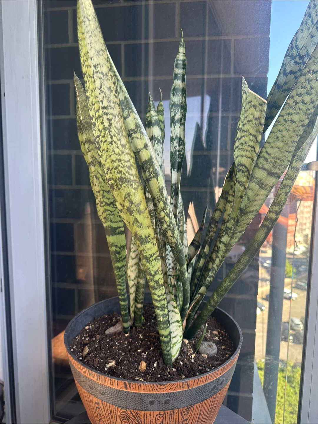 Snake Plant (Sansevieria trifasciata)
