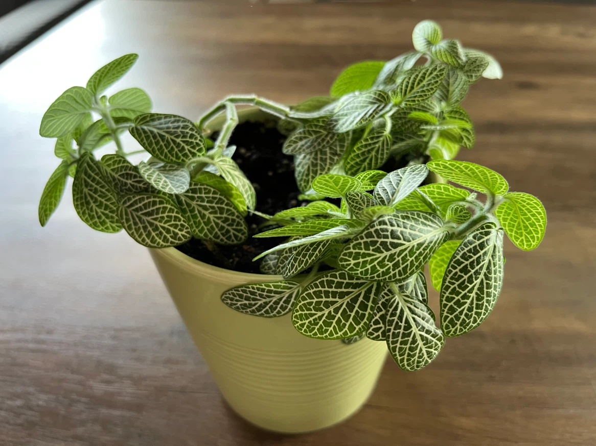 Fittonia Plant in Light Green Pot - photo 2