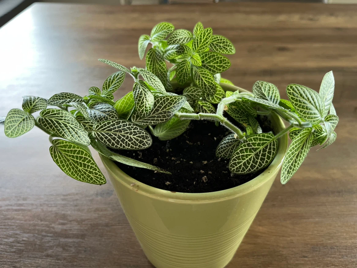Fittonia Plant in Light Green Pot - photo 3