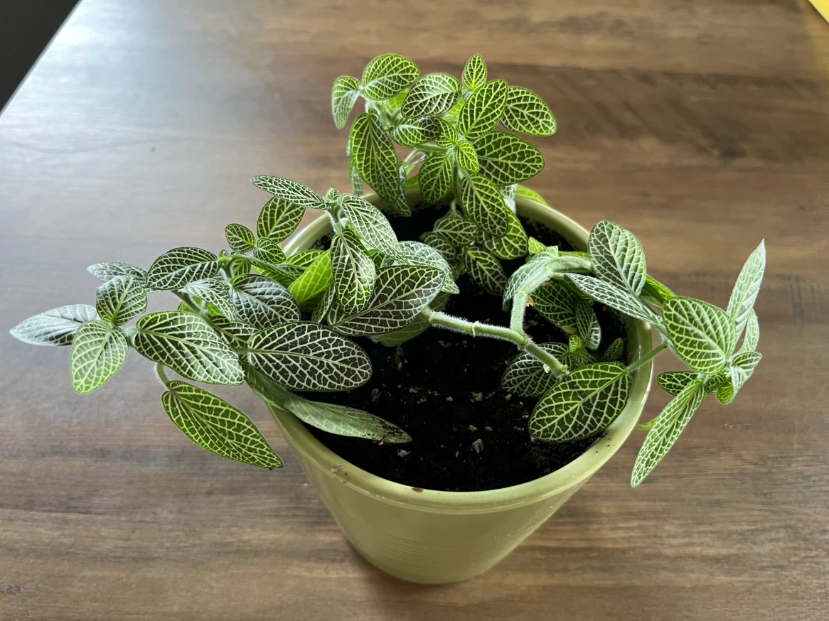 Fittonia Plant in Light Green Pot - photo 4