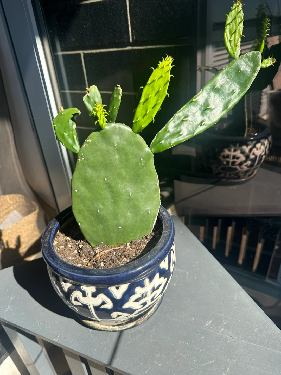 Opuntia Cactus Plant in Decorative Pot