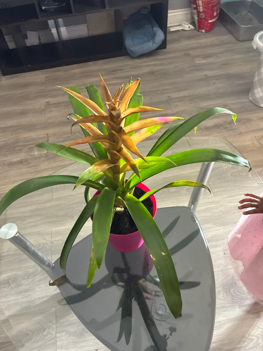 Bromeliad Plant in Pink Pot