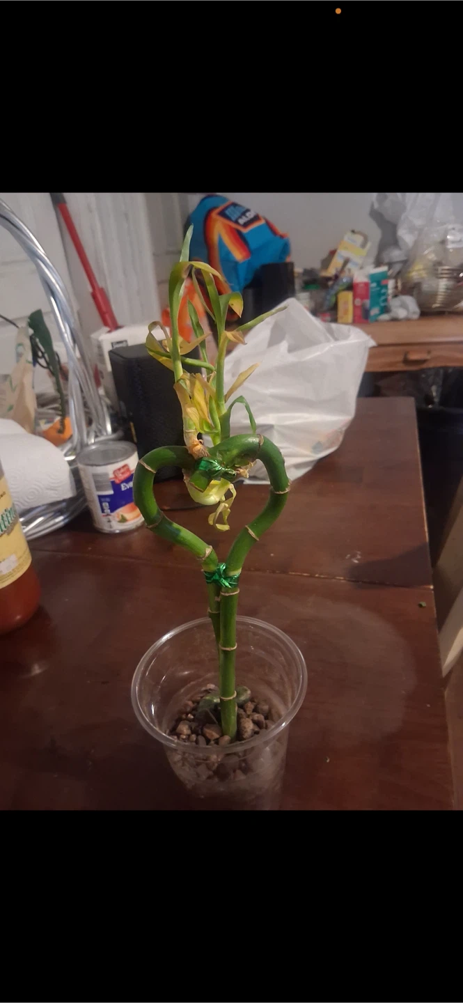 Heart Shaped Lucky Bamboo Plant