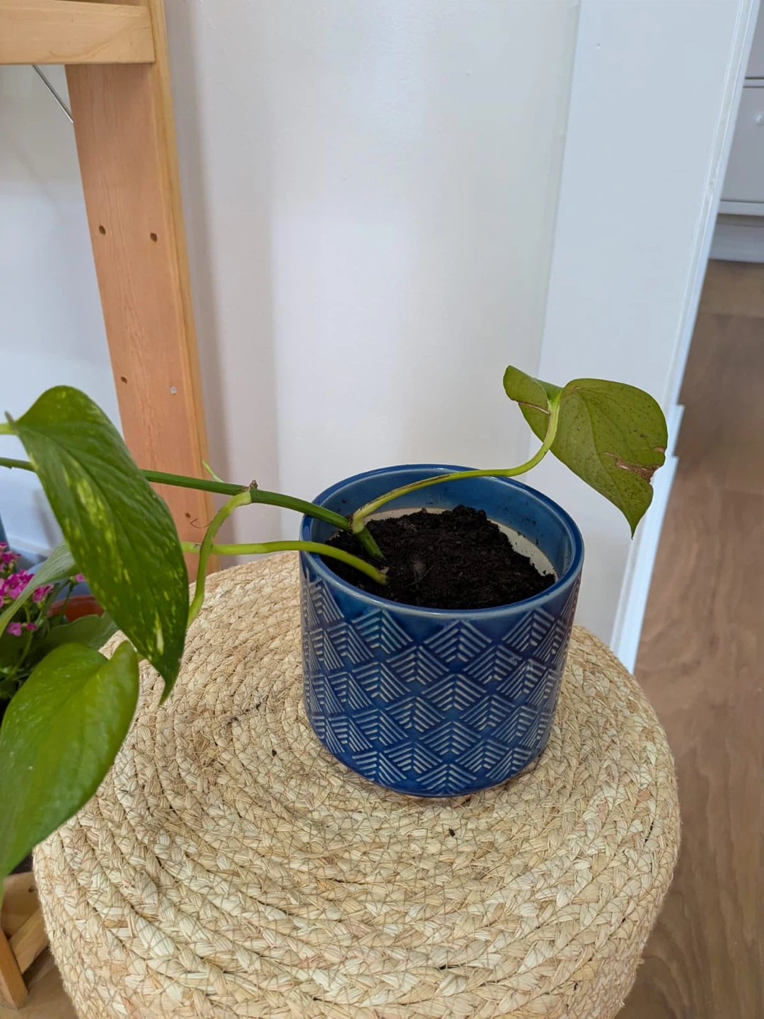 Pothos Plant in Blue Geometric Pot