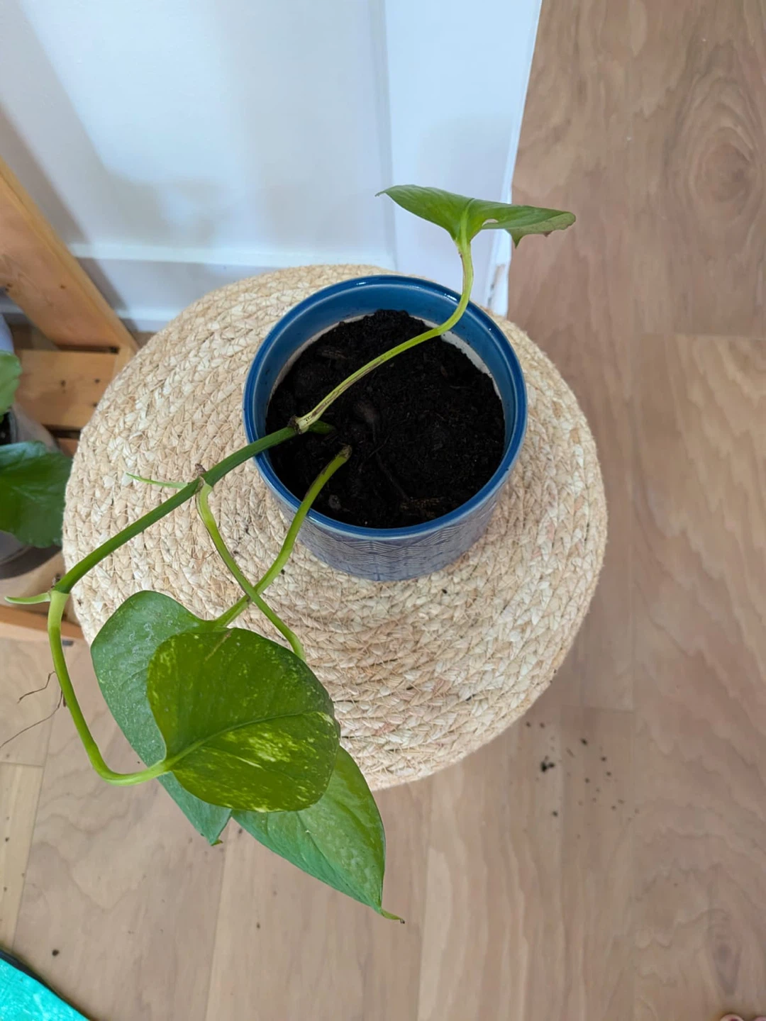 Pothos Plant in Blue Geometric Pot - photo 2