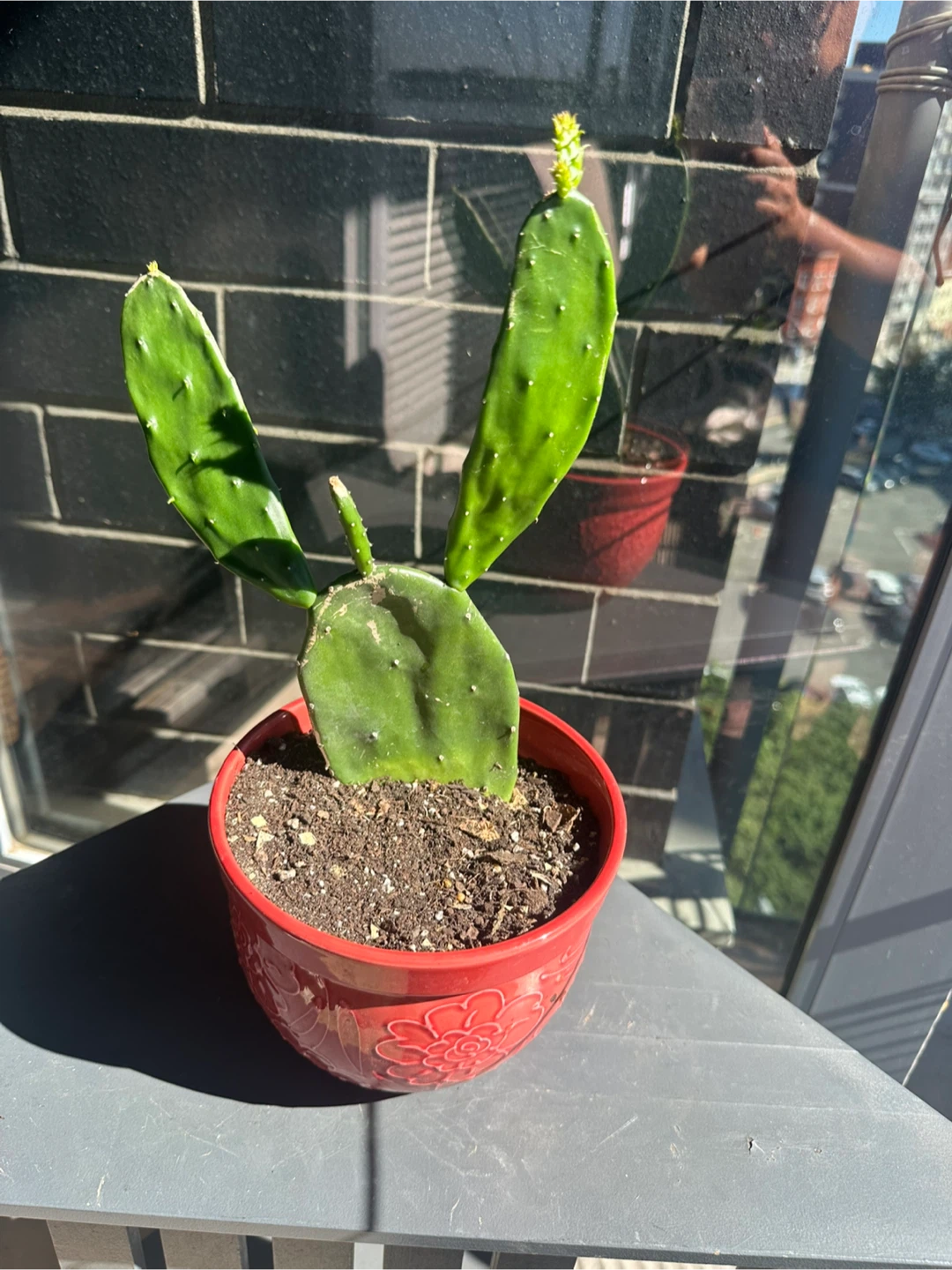 Prickly Pear Cactus in Red Embossed Pot