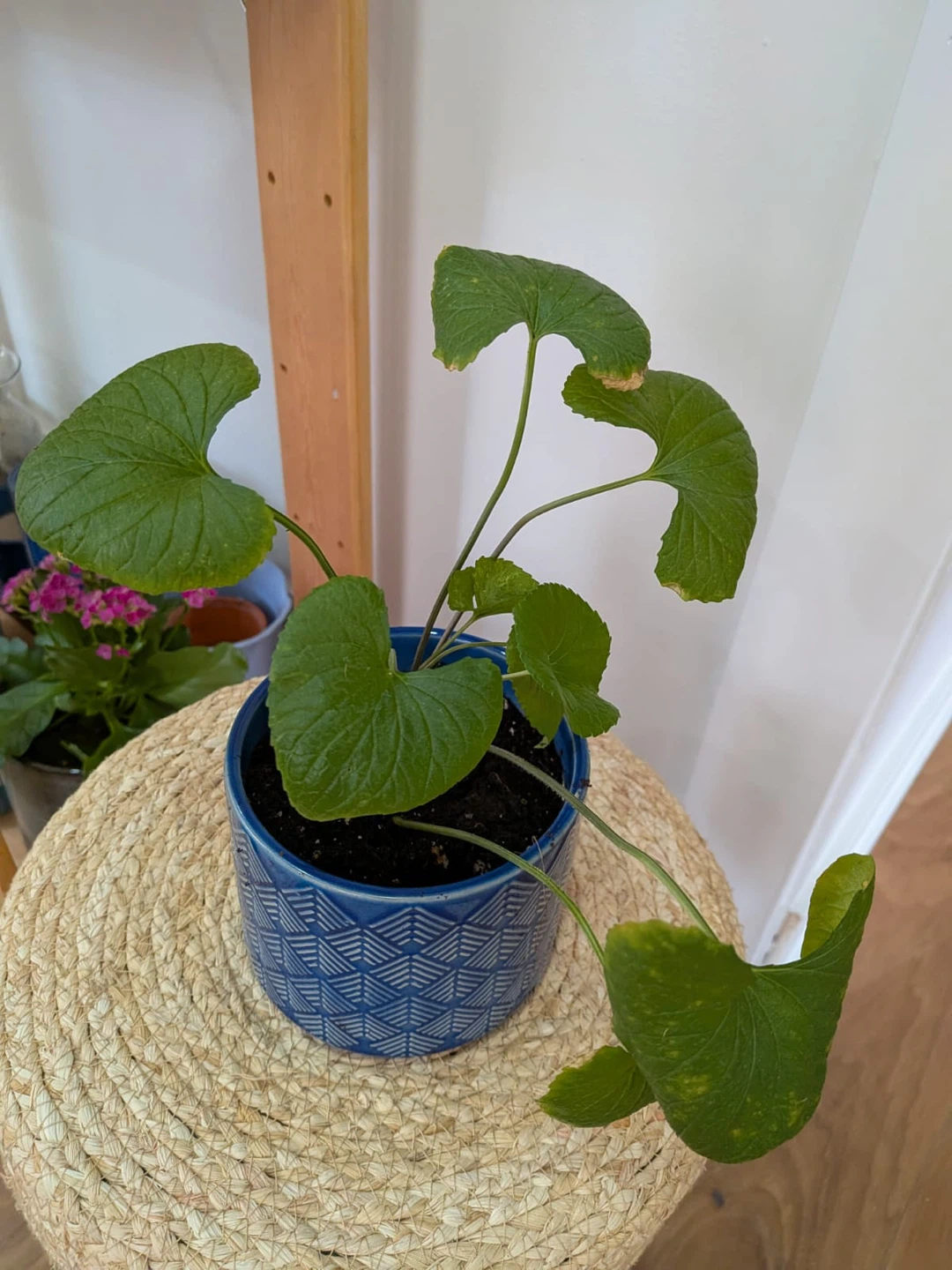 Potted blue violet plant
