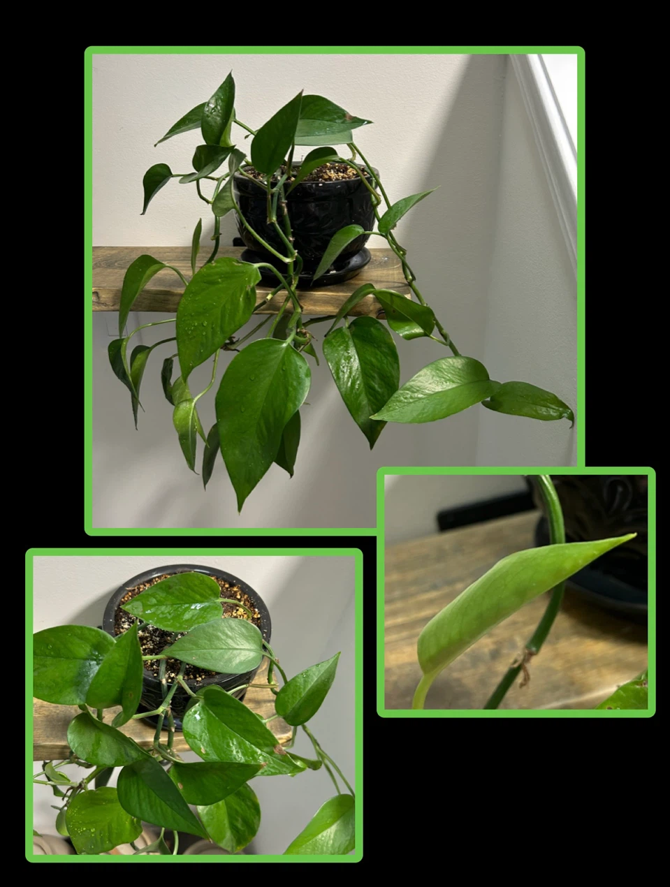 Pothos Plant in Black Pot