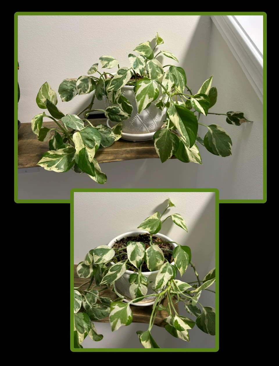 Pothos Plant in White Pot