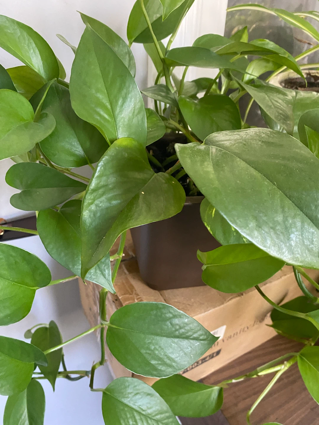 Money Plants