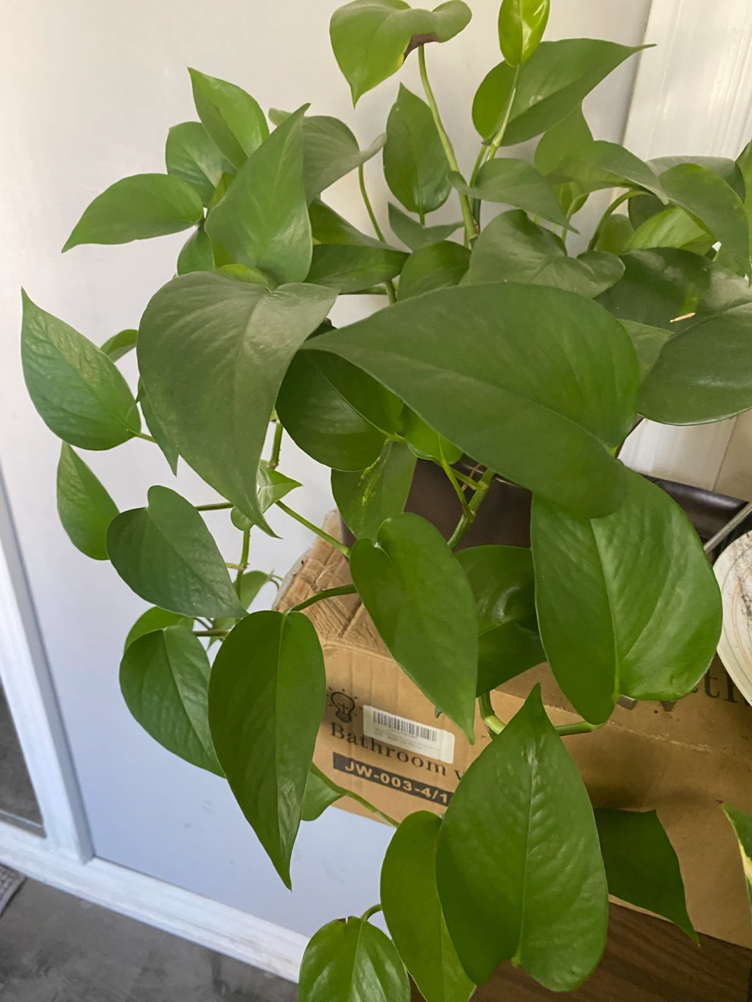 Money Plants - photo 2