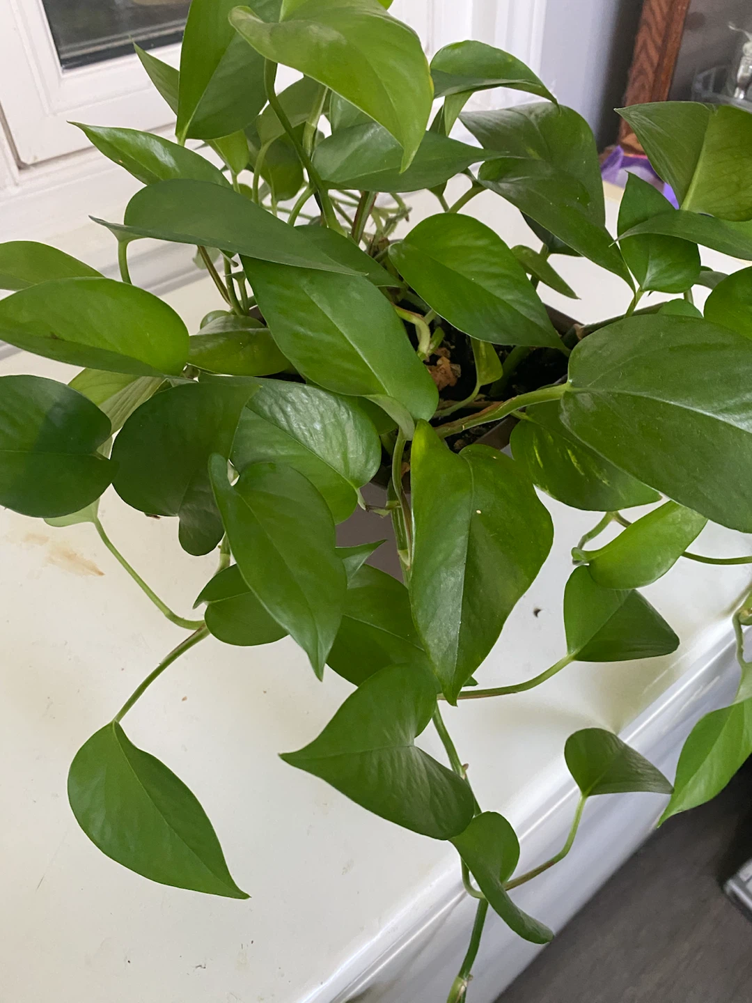 Money Plants - photo 3