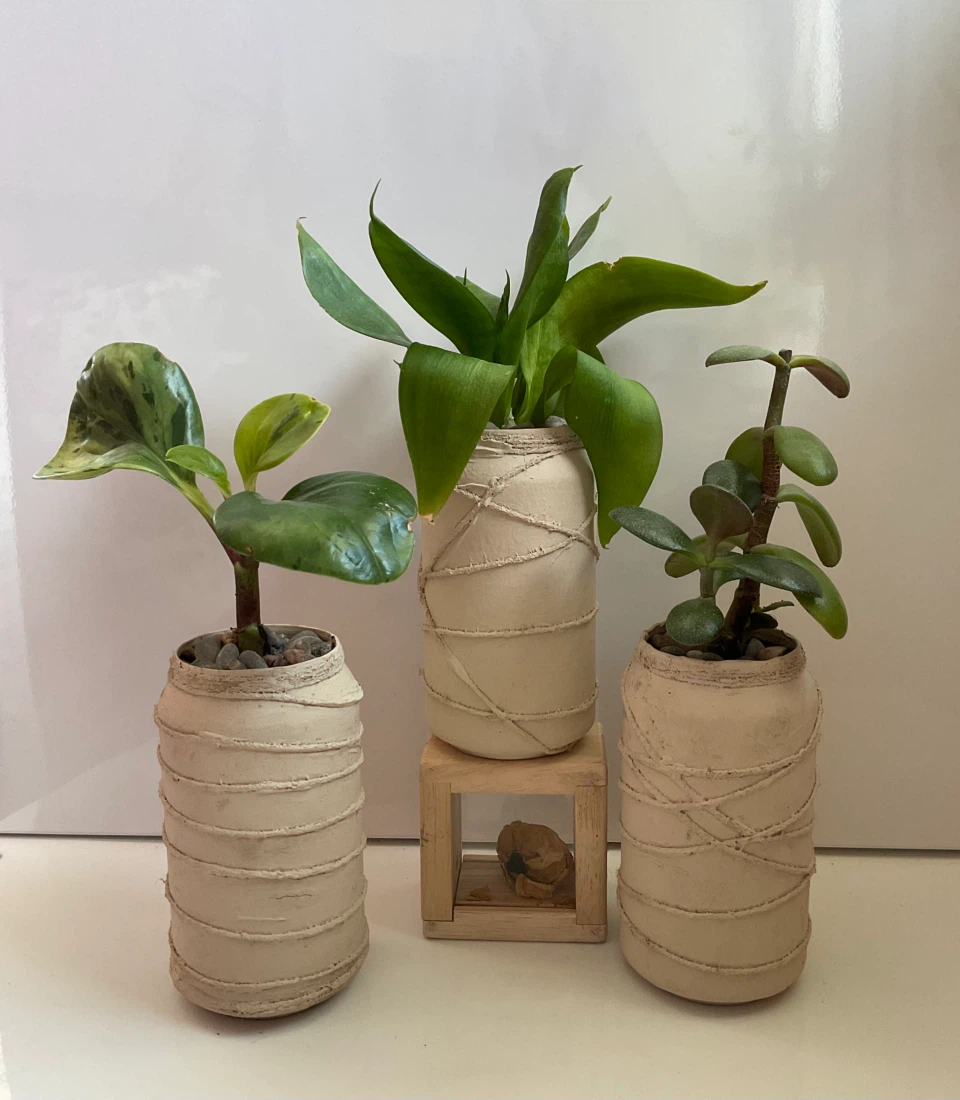 Variegated Peperomia, Jade, and Snake Plant