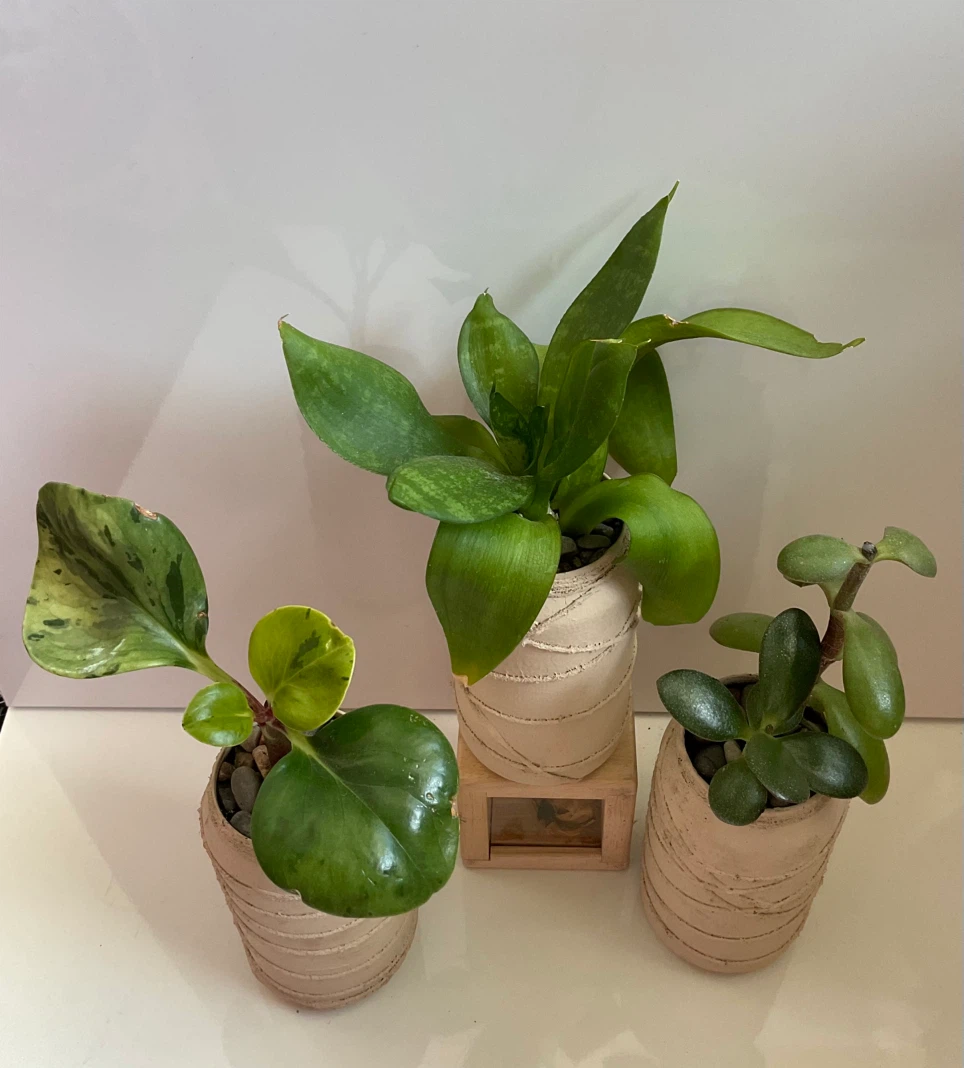 Variegated Peperomia, Jade, and Snake Plant - photo 2