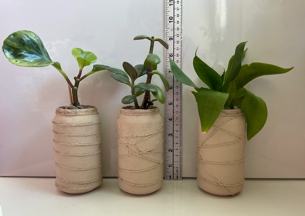 Variegated Peperomia, Jade, and Snake Plant - photo 3