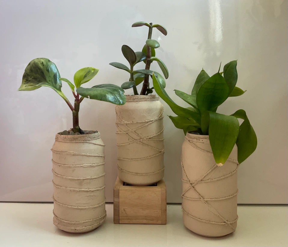 Variegated Peperomia, Jade, and Snake Plant - photo 4