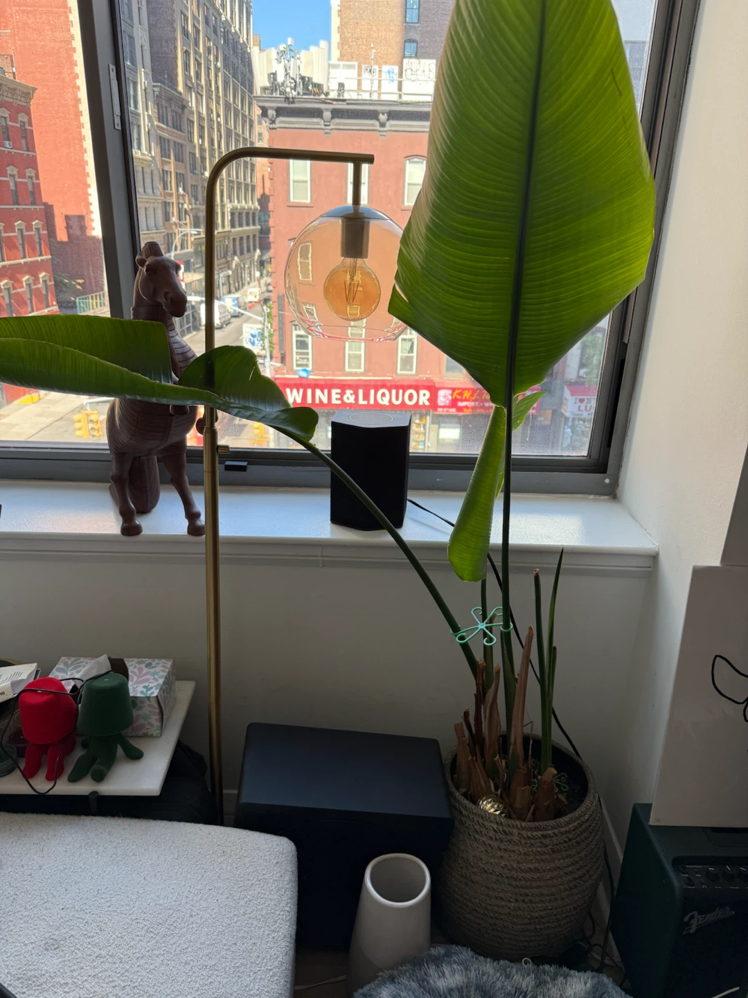 Large Bird of Paradise Plant