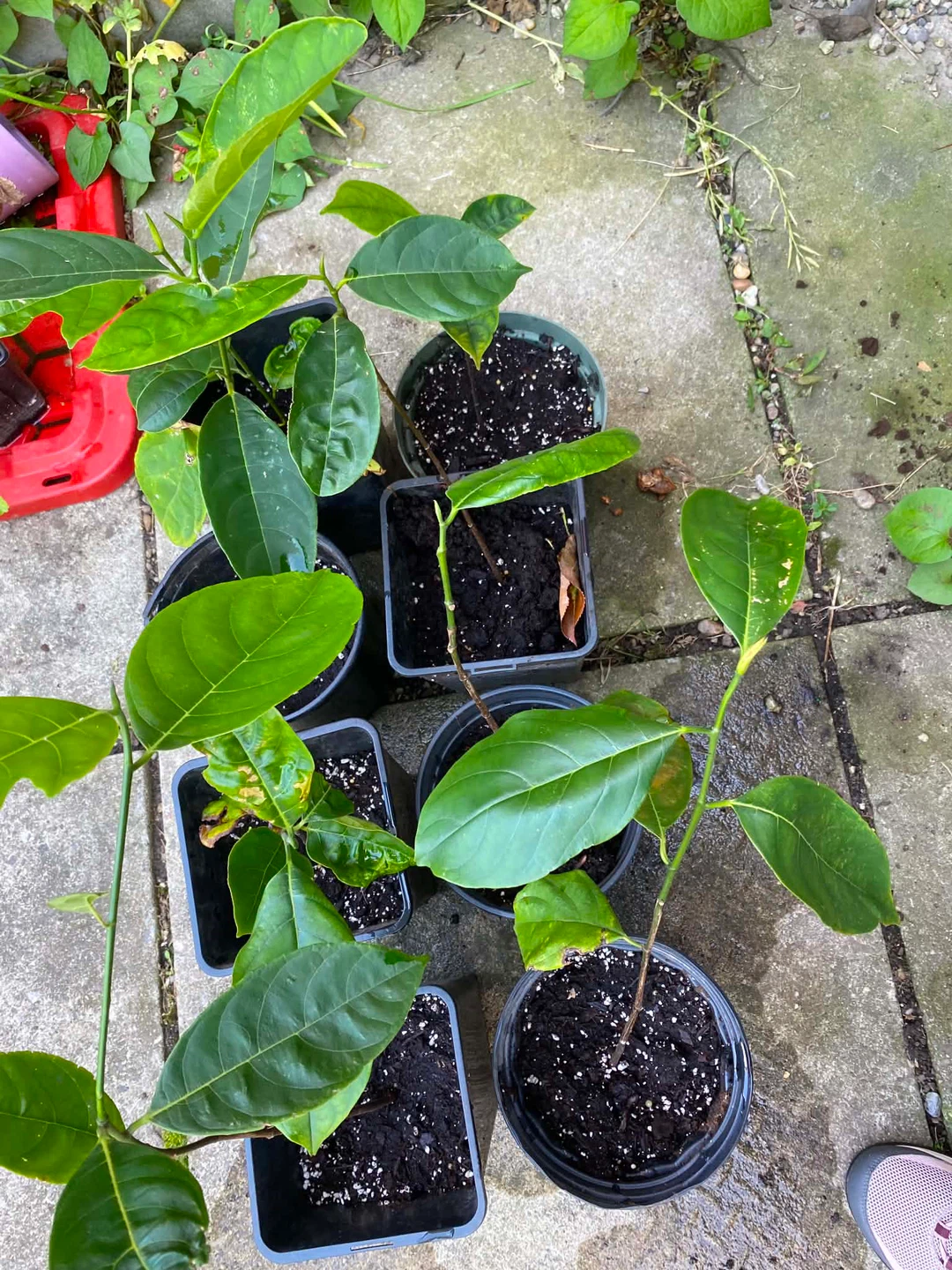 Jack fruit tree - photo 2