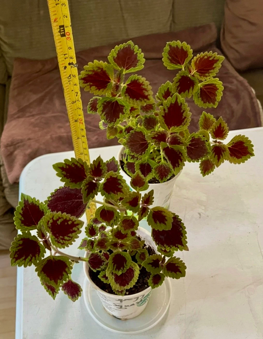Coleus Plants