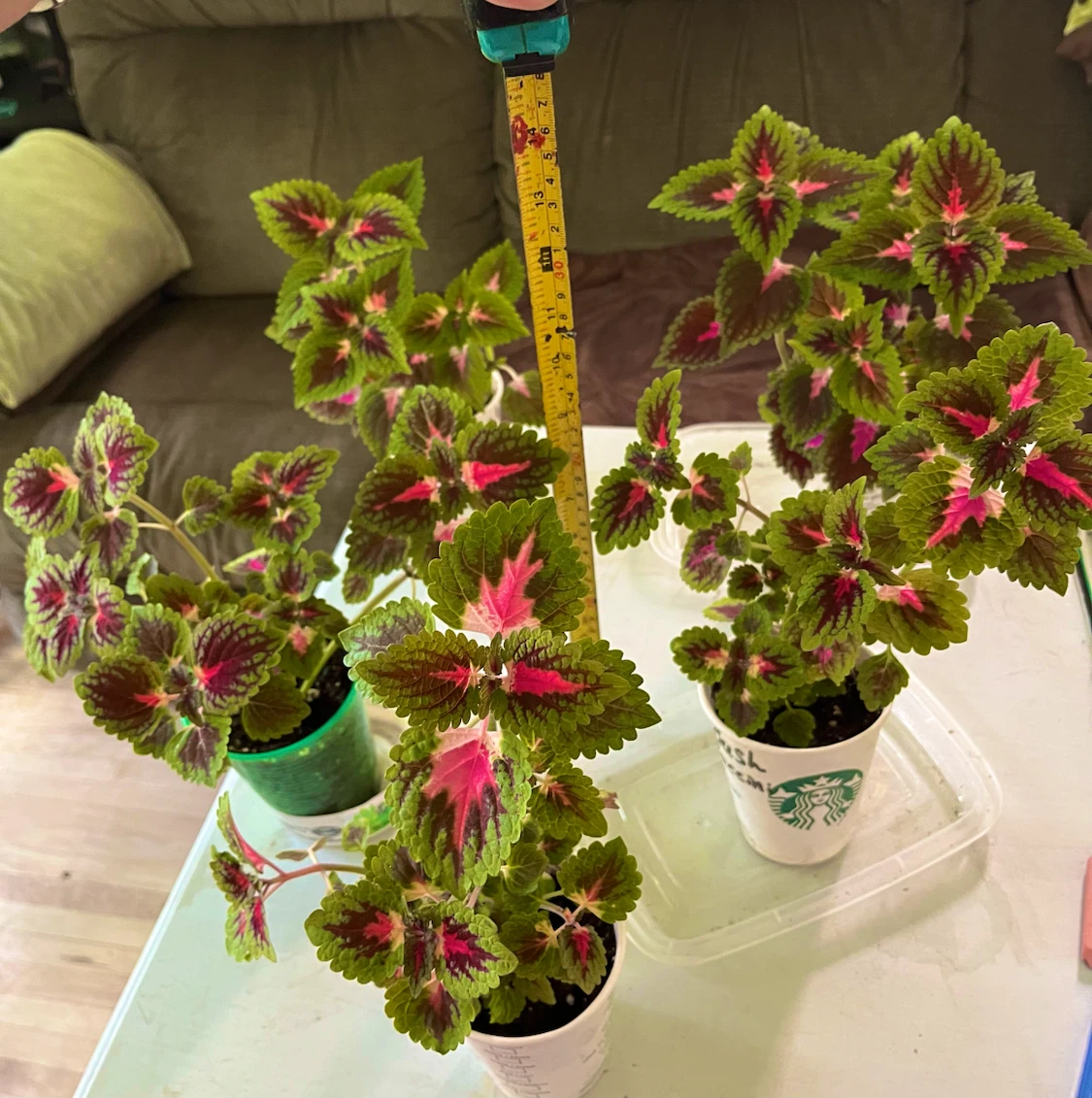 Coleus Plants - photo 2