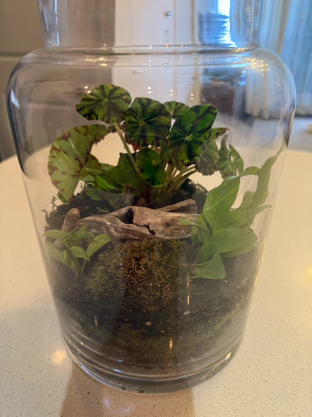 Glass Terrarium with Plants