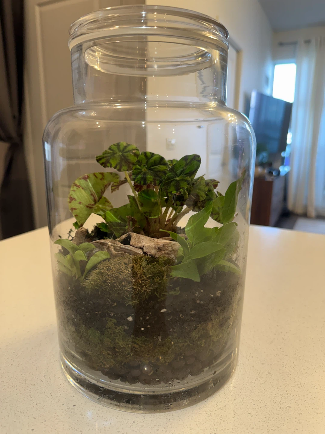 Glass Terrarium with Plants - photo 2