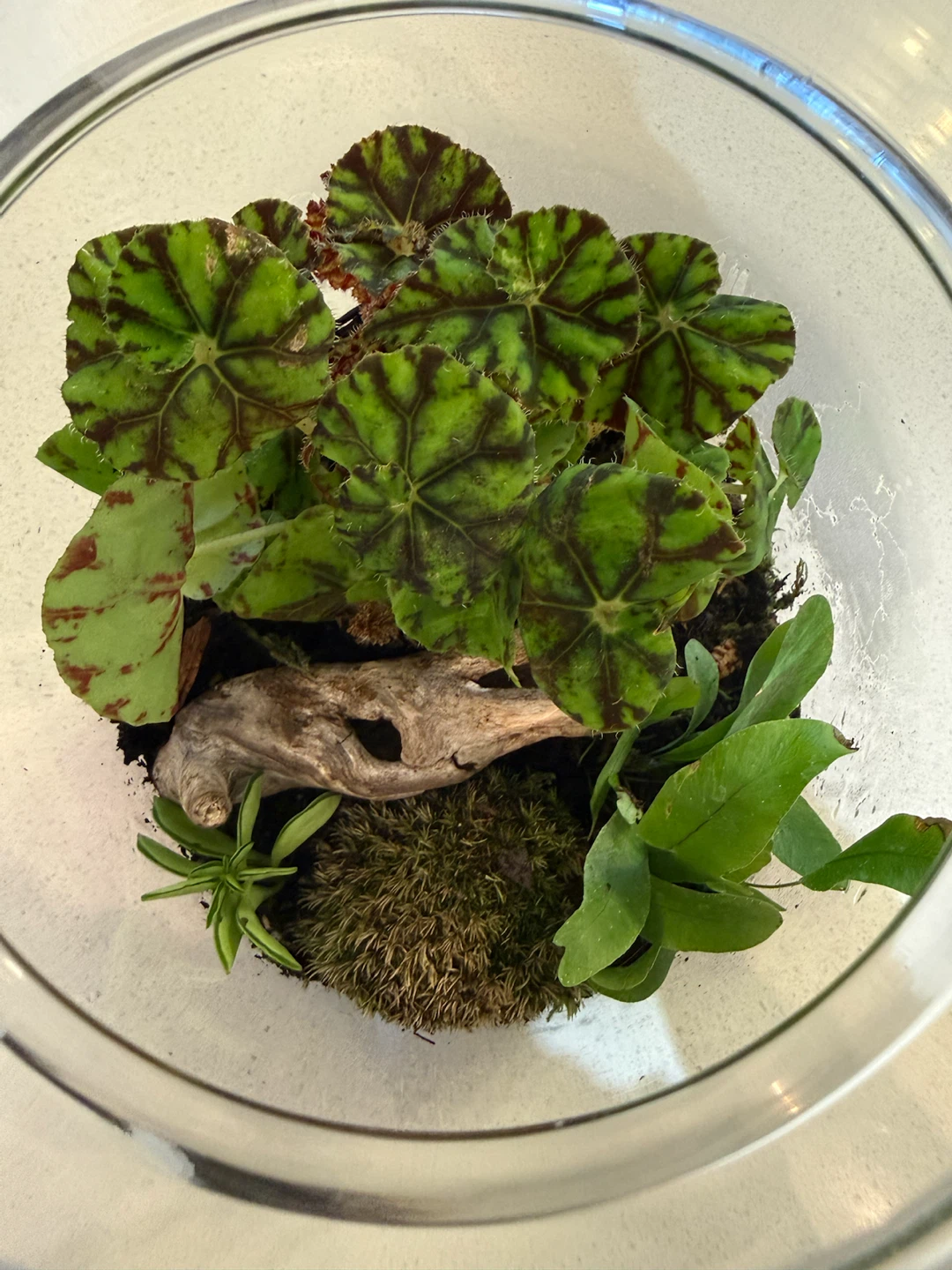 Glass Terrarium with Plants - photo 3