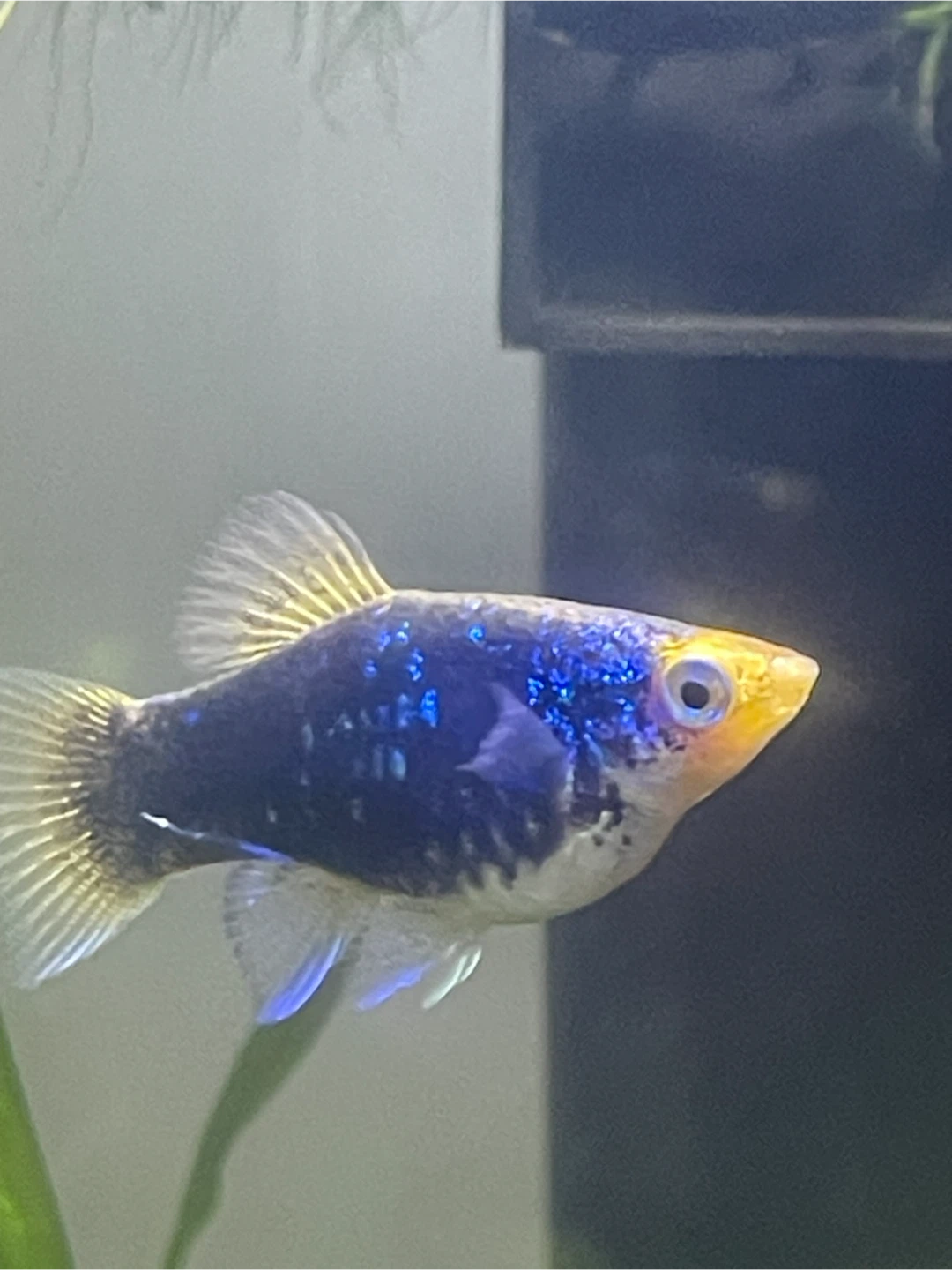 Coloured Freshwater Fish