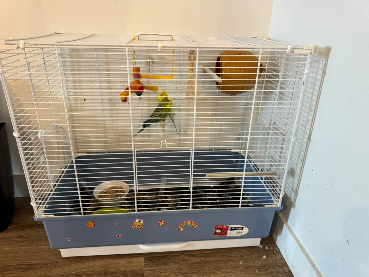 Budgies for sales including their cage for 250$.