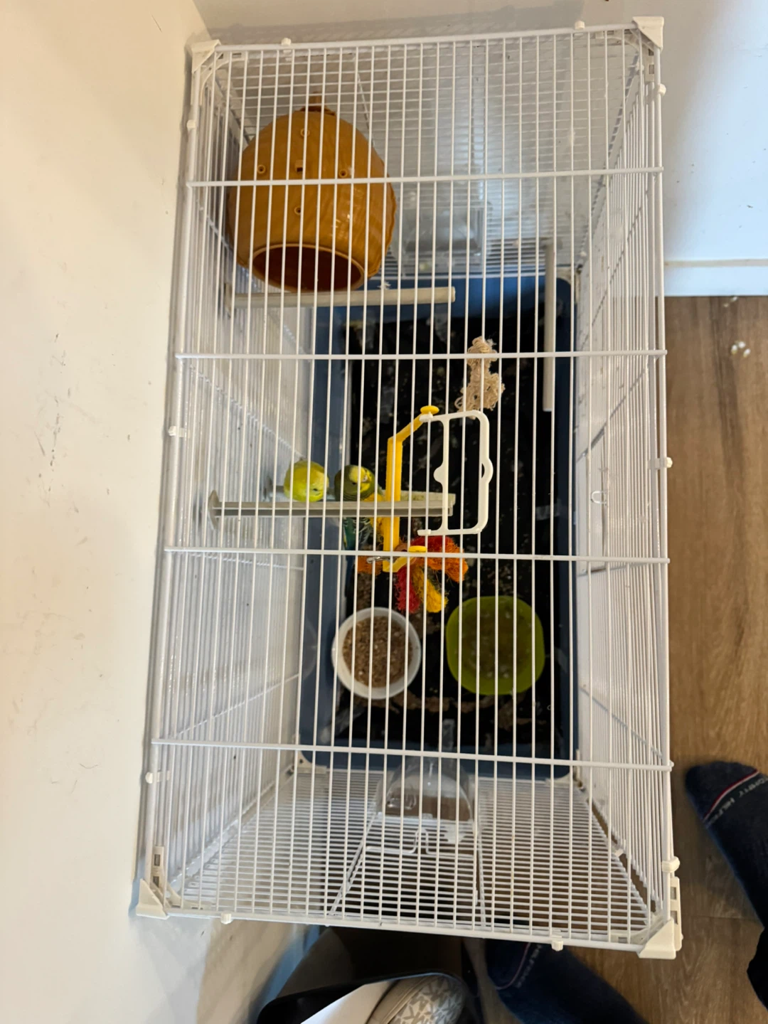 Budgies for sales including their cage for 250$. - photo 2