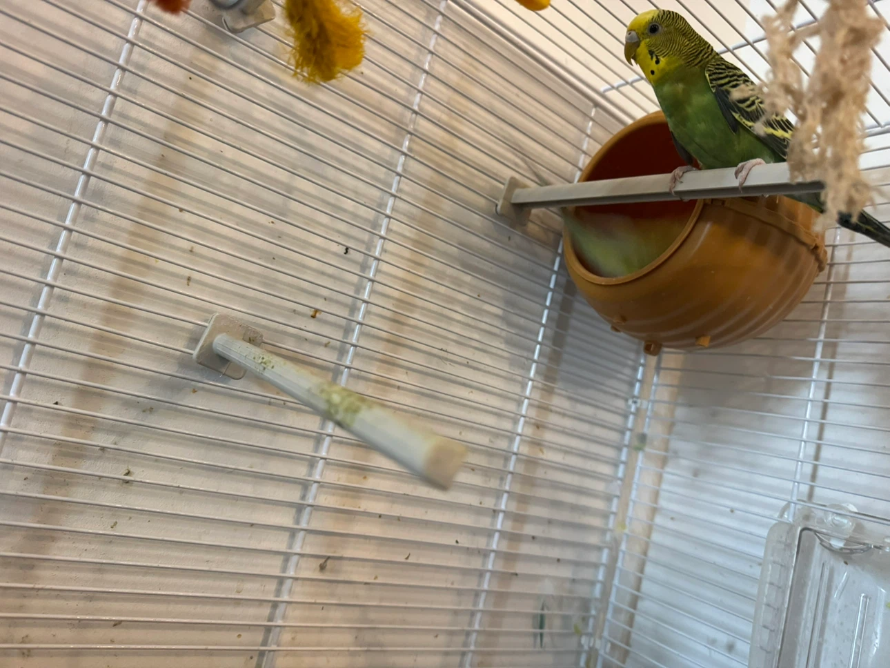Budgies for sales including their cage for 250$. - photo 3