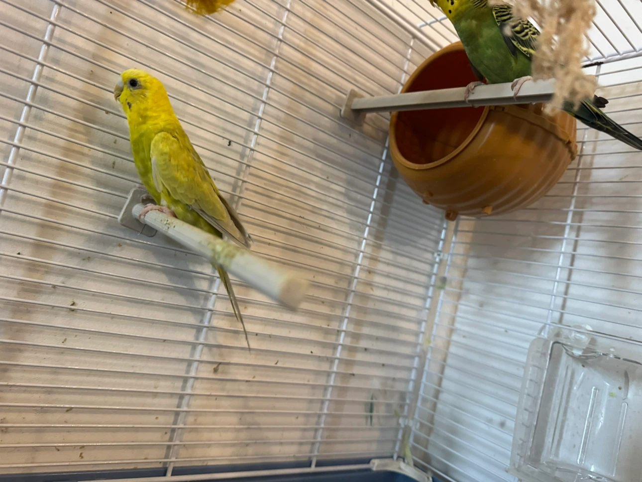 Budgies for sales including their cage for 250$. - photo 4