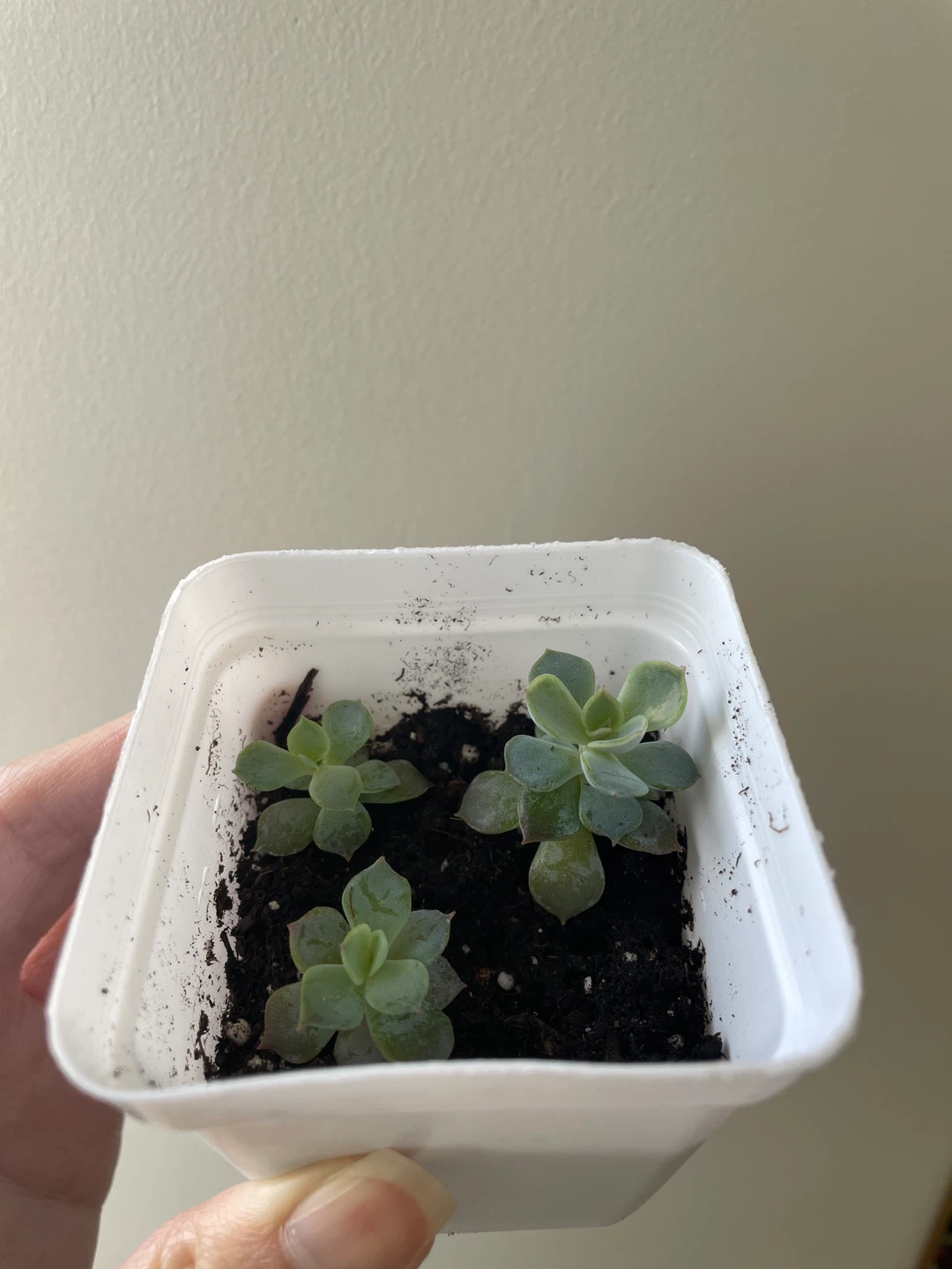 Small succulents - photo 2